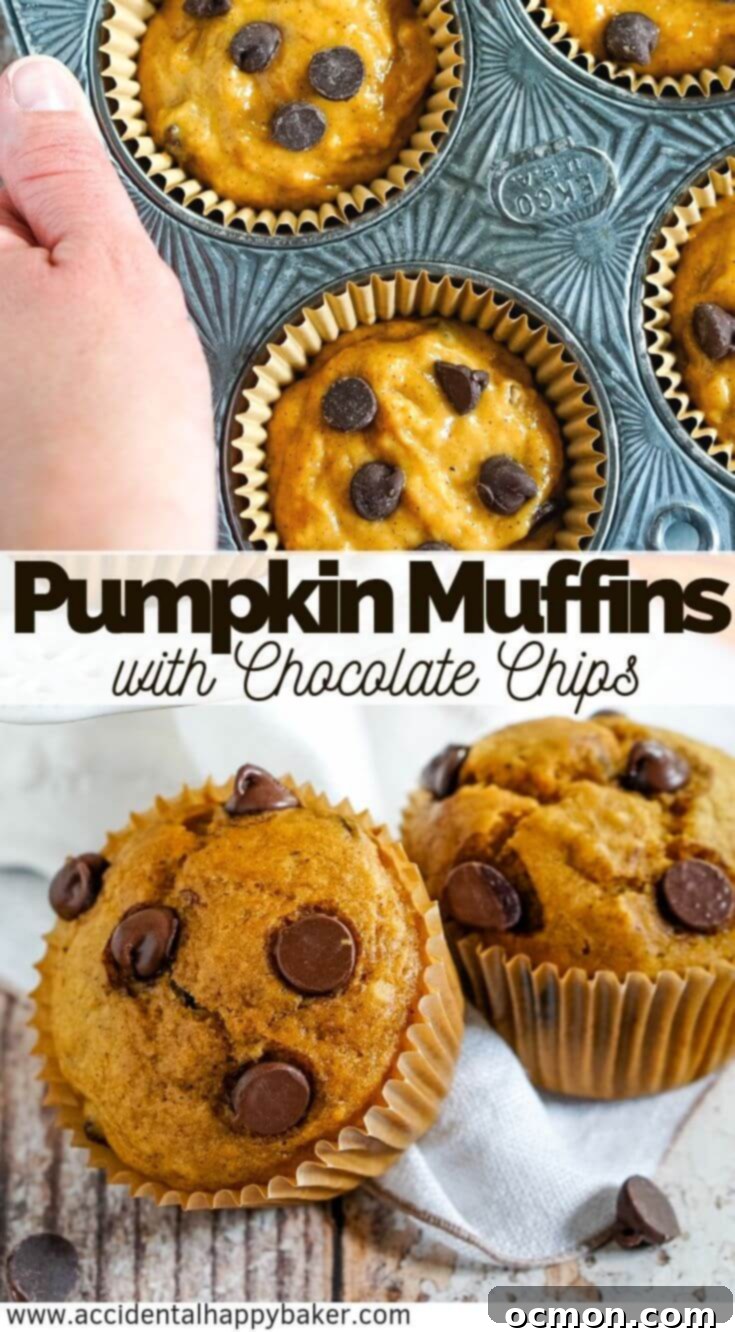 Spiced Pumpkin Chocolate Chip Muffins 8 A close-up shot of several moist pumpkin chocolate chip muffins, with a rustic fall background. Perfect for a cozy autumn treat.